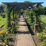Oak pergola 2 years on