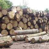 Stock of Oak tree’s