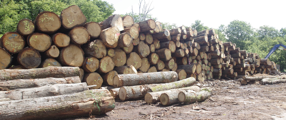 Stock of Oak tree’s