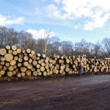 The Mighty Oak tree